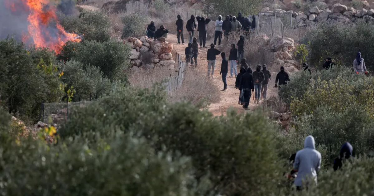 هكذا يسرق المستوطنون زيتون الفلسطينيين خلال موسم الحصاد